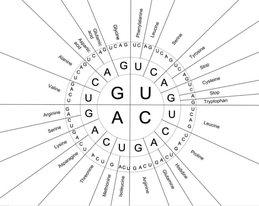 Amino Acid Codon Chart: Decoding the Language of Life - Entrepreneur Post